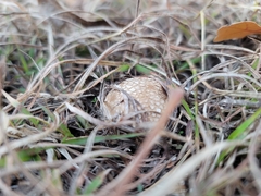Agaricomycetidae