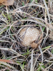Agaricomycetidae