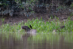 Molothrus oryzivorus