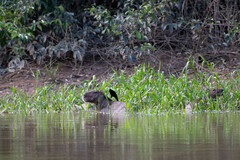 Molothrus oryzivorus