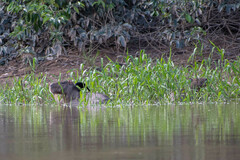 Molothrus oryzivorus