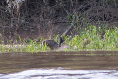 Molothrus oryzivorus