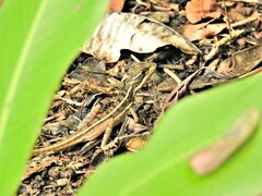 Basiliscus vittatus