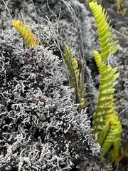 Stereocaulon vulcani