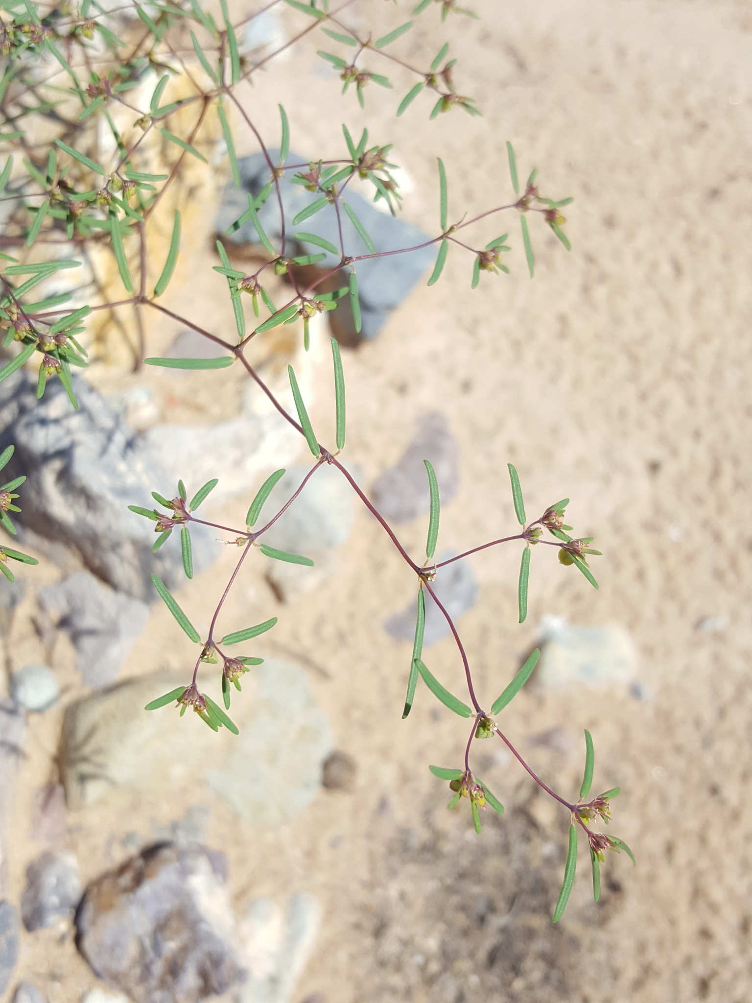 Euphorbia revoluta