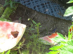 Nymphalis xanthomelas