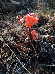 Cyrtanthus ventricosus