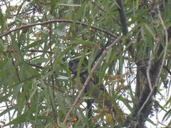 Pachyramphus aglaiae