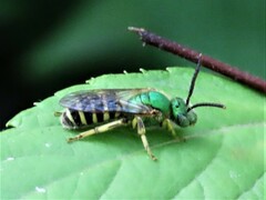 Agapostemon