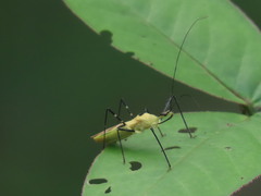 Zelus versicolor