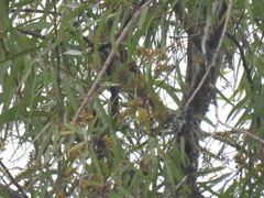 Pachyramphus aglaiae