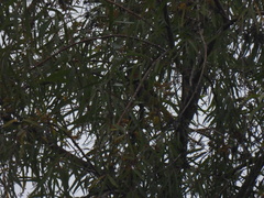 Pachyramphus aglaiae