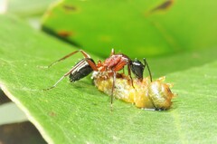 Camponotus innexus