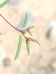 Euphorbia revoluta