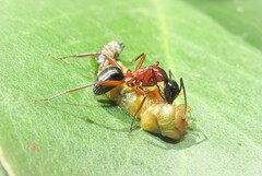 Camponotus innexus
