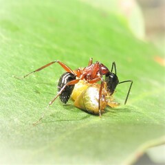 Camponotus innexus