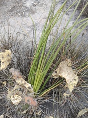 Dasylirion acrotrichum