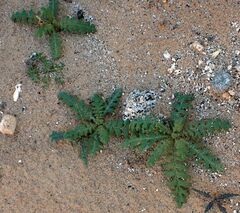 Emmenanthe penduliflora penduliflora