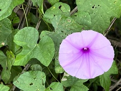 Ipomoea ficifolia