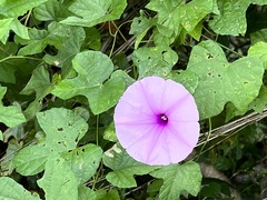 Ipomoea ficifolia