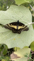 Catasticta nimbice