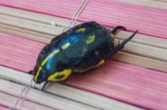 Rutela