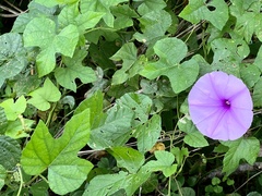 Ipomoea ficifolia