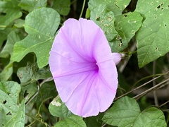 Ipomoea ficifolia