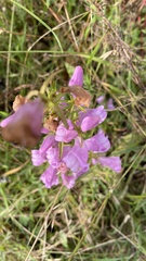 Lamourouxia dasyantha