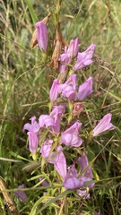 Lamourouxia dasyantha