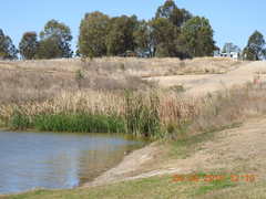 Typha orientalis