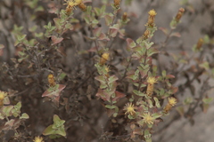 Brickellia veronicifolia
