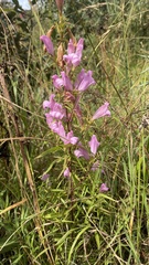 Lamourouxia dasyantha