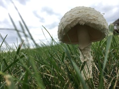 Saproamanita