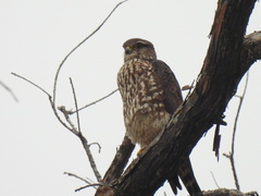 Falco columbarius