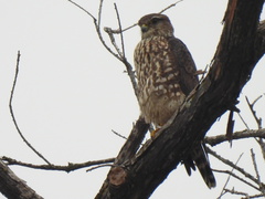 Falco columbarius