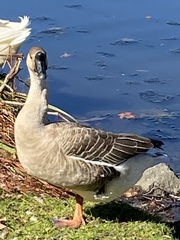 Anser cygnoides