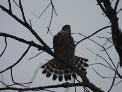 Falco columbarius