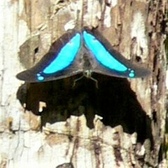 Mesoprepona pheridamas