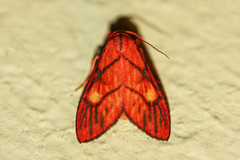 Sarbine flavodiscalis