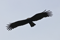 Ictinaetus malaiensis