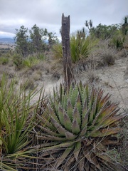 Agave horrida perotensis