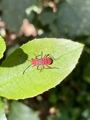 Dysdercus suturellus