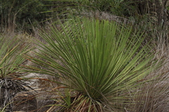 Dasylirion acrotrichum