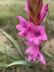 Watsonia densiflora
