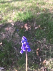 Muscari armeniacum