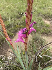 Watsonia densiflora