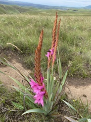 Watsonia densiflora