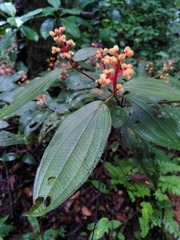 Miconia ceramicarpa