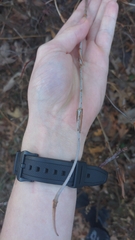 Viburnum lantanoides